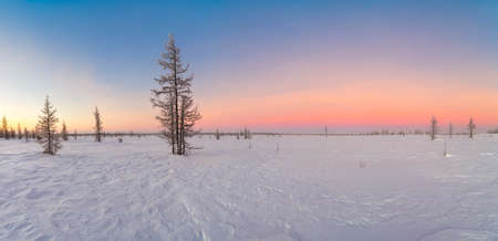 Beautiful winter panorama landscape with snow covered treesの写真素材