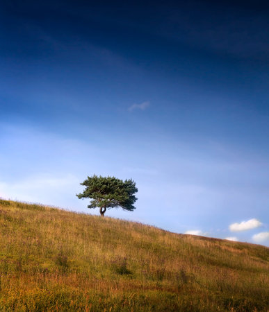 pine tree on a hill on background of blue skyの写真素材