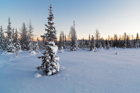Snow-covered fir tree on the background of a sun and forest in winterの写真素材