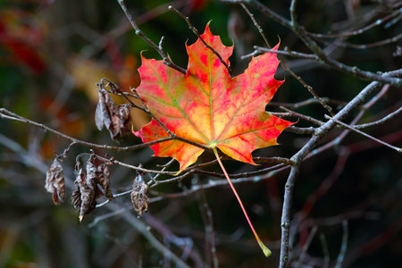 Autumn maple leaf over old wooden background with copy space