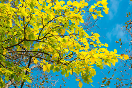 Autumn leaves with the blue sky background