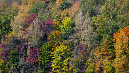 Autumn forest colorful panorama backgroundの写真素材