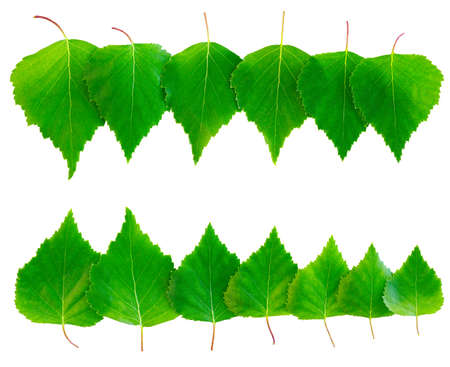 Green leaf isolated backgroundの写真素材