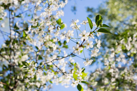 Blossom tree over nature background/ Spring flowers/Spring Backgroundの写真素材