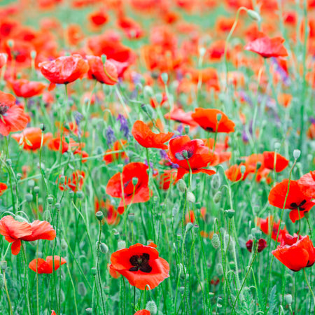 Beautiful close up in poppy field. Spring summer nature background concept. Inspirational and...