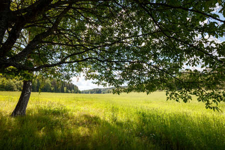 Summer background concept landscape, field, sun rays through the tree crown, blue sky, white cloudsの写真素材