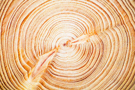 Wood texture year-old rings background, Cedar Lebaneseの写真素材