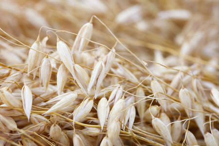 Raw grains of oats close up as a background macroの写真素材