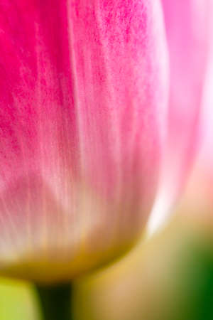 Macro closeup of a red and yellow colored tulip flowers.の写真素材