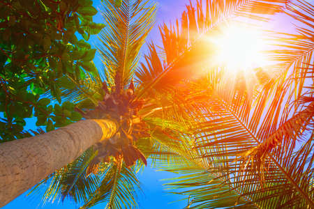 Sun over green palm leaves. Travel concept. Tropical concept. Tropical Backgroundの写真素材