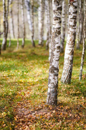 autumn, birch forest backgroundの写真素材