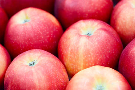 Close-up of a dark red apple between other applesの写真素材