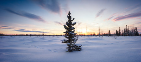 Winter forest panorama spruce hoarfrost red and blue tone dawn
