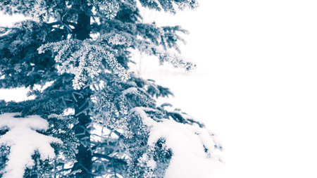 Snowy twigs of a Christmas tree with a place for text in blue tones