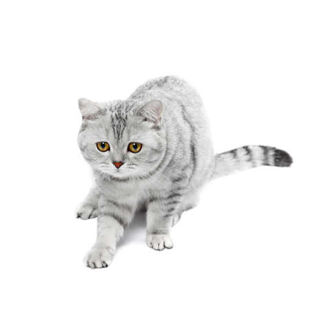 British Shorthair cat gray striped chinchilla isolated on white.の写真素材