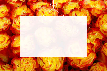 Translucent Blank greeting card on selection of rose backgroundの写真素材