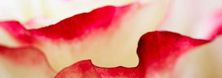 Web banner beautiful macro of a red yellow rose flowerの写真素材