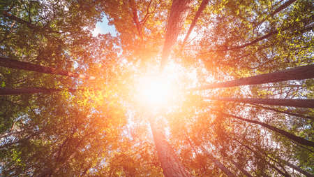 Variety crowns of the trees in the spring forest against the blue sky with the sun. Bottom view of the treesの写真素材
