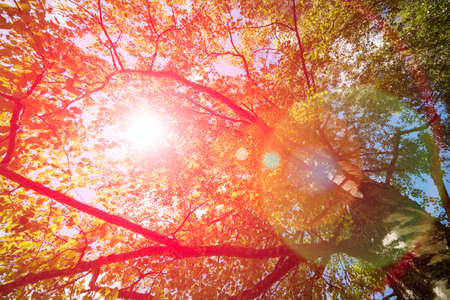 Spring summer concept background. Variety crowns of the trees in the spring forest against the blue sky with the sun.の写真素材
