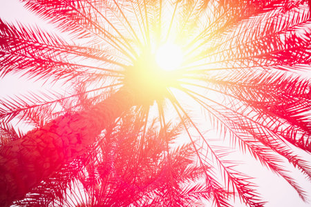 Silhouettes of palm trees against the sky during a tropical sunset.