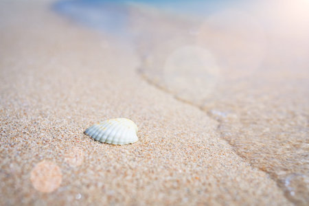 Shell on sand and summer time 