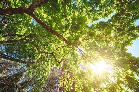 Variety crowns of the trees in the spring forest against the blue sky with the sun. Bottom view of the treesの写真素材
