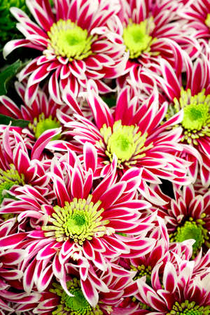 Flowers blooming chrysanthemum white yellow green red bouquet close-up. Floral backgroundの写真素材