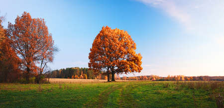 Autumn season landscape single orange oak on field on the blue sky backgroundの写真素材
