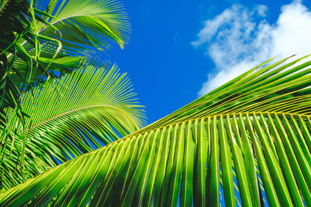 Palm leaves on blue sky background. weekend Holidays tropical beach concept background