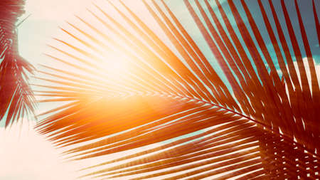 Palm leaves on blue sky background. weekend Holidays tropical beach concept background, Vacation holidays concept. vintage toningの写真素材