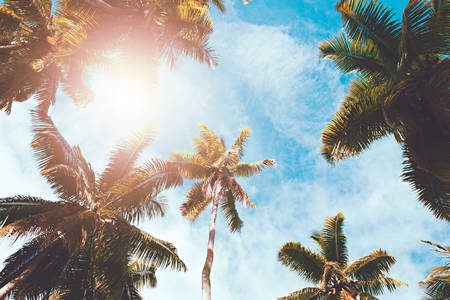 Palm tree leaves on sun and blue sky background. weekend Holidays tropical beach concept background, Vacation holidays conceptの写真素材