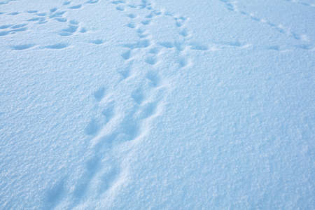 background of fresh snow texture with traces in blue toneの写真素材