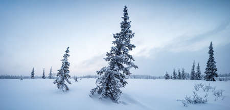 Winter forest panorama spruce hoarfrost red and blue tone dawnの写真素材