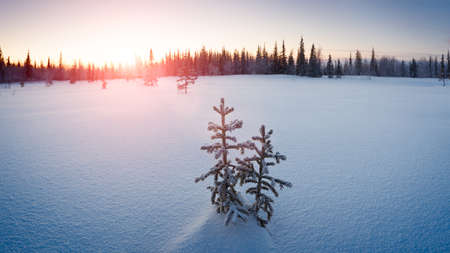 Winter snowy tundra panorama with spruce hoarfrost red and blue tone dawnの写真素材