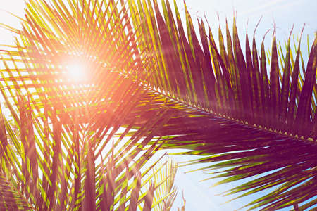 Palm leaves on blue sky and sea background. weekend Holidays tropical beach concept background; Vacation holidays concept. vintage toningの写真素材
