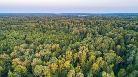 Summer warm sun light forest aerial view