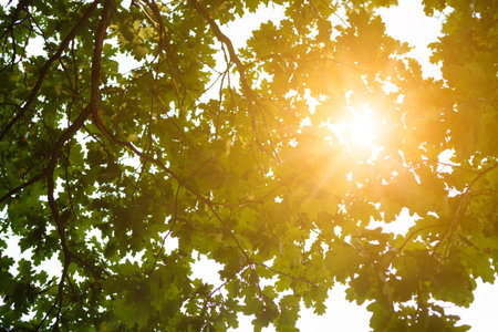 Rays of the sun shining through the trees foliage taken against the light