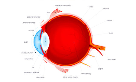 Photo of Human eye anatomy diagram - - ID:1-130036947 - Royalty Free ...