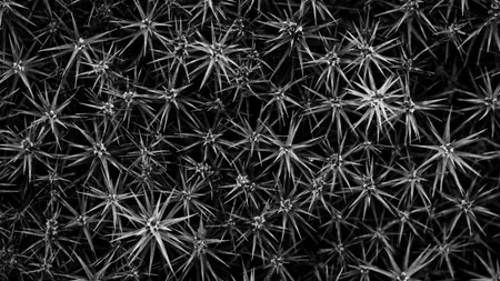 Black and white green leaves texture background, Natural background and wallpaper