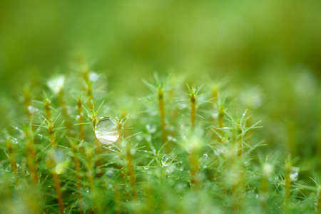 Green vegetable pattern, grass and wet moss close-up macro backgroundの写真素材