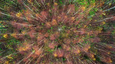 Aerial top view of autumn trees in wild park in september web banner fly drone
