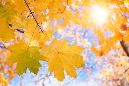 Falling autumn maple leaves natural background .Colorful foliage