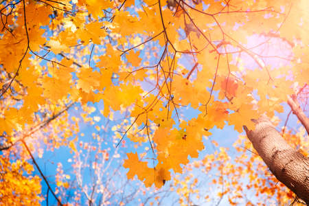 Falling autumn maple leaves natural background .Colorful foliageの写真素材