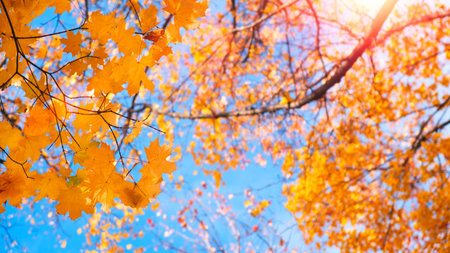 Falling autumn maple leaves natural background .Colorful foliage