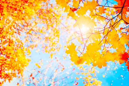 Falling autumn maple leaves natural background .Colorful foliageの写真素材