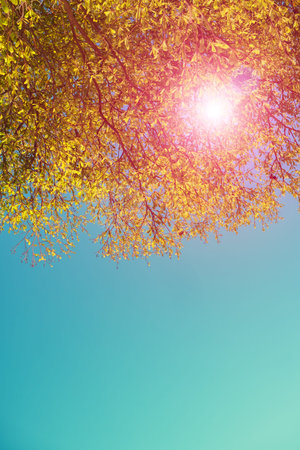 Rays of the sun shining through the trees foliage taken against the light, copy space
