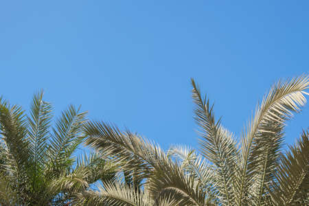 Palm trees against blue sky, Palm trees at tropical coast, vintage toned and stylized, coconut tree, summer tree, vacation travel conceptの写真素材