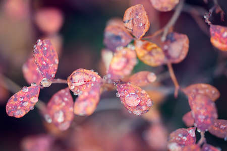 Rain drop on a branch in autumn macro, close-upの写真素材