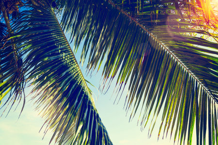 Palm leaves on blue sky background. weekend Holidays tropical beach concept background
