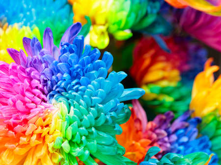 Background of colorful chrysanthemum flowers, blue, pink, yellow, orange, close upの写真素材